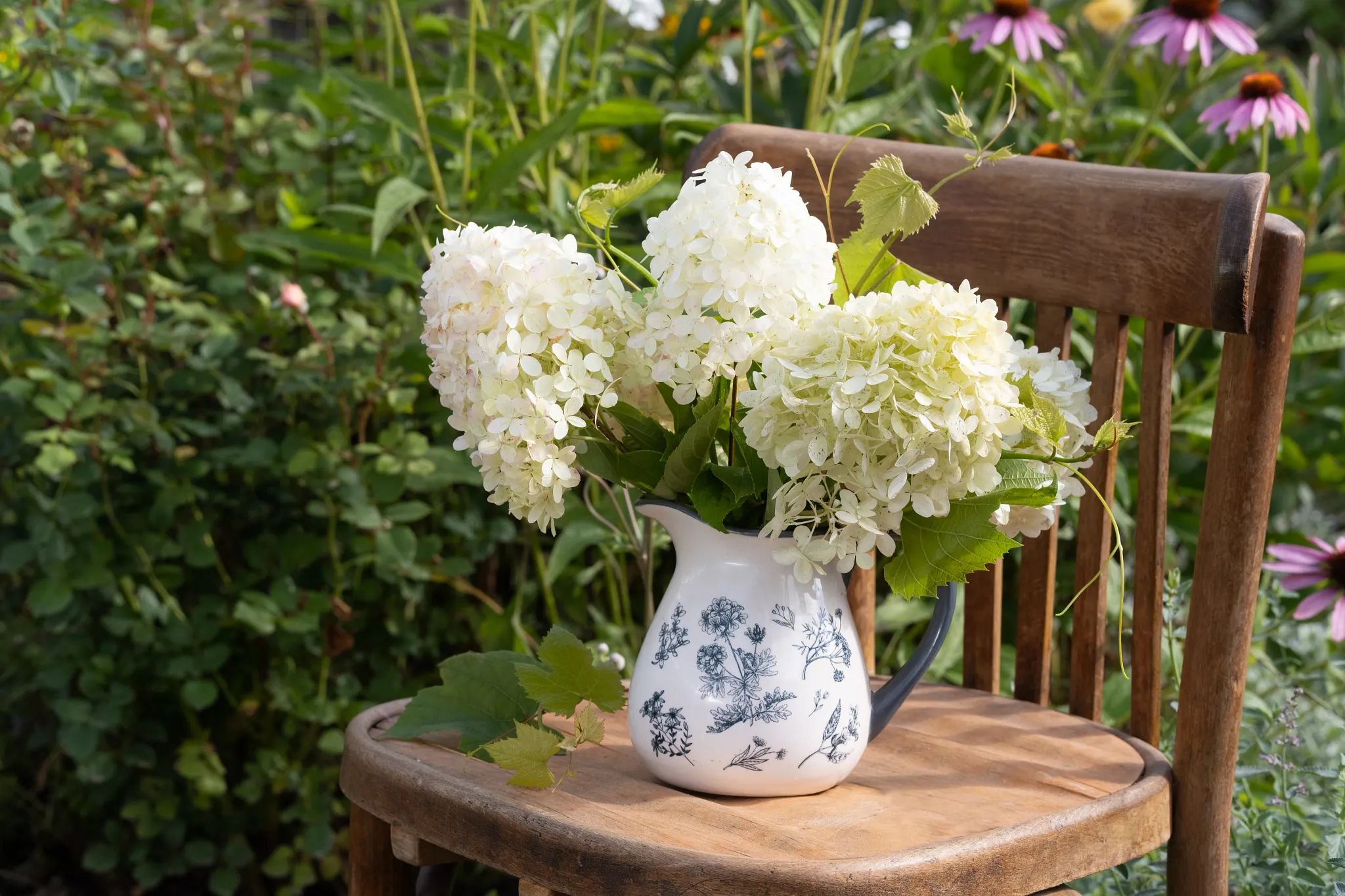 bouquet of hydrangeas paniculata Phantom in a vase in the garden