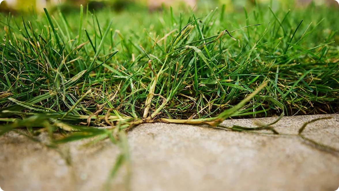 Close up picture of grass towards the roots and a weed growing out of the grass right at the edge of the lawn and a sidewalk