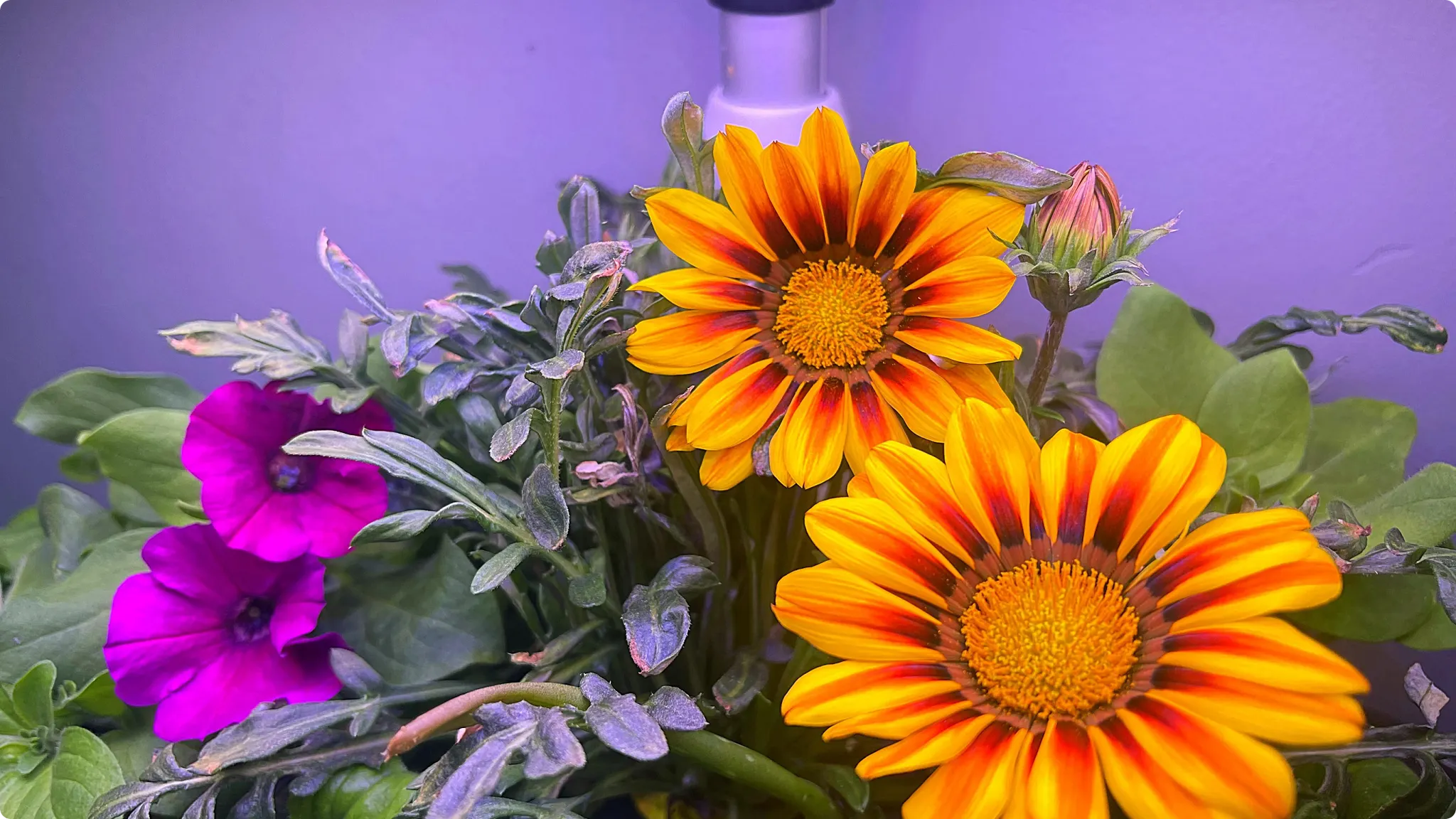 flowers together