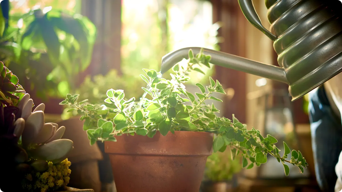Someone outside the frame of the shot is holding a watering can above a potted vine plant in a terracotta planter in front of a sunny window with multiple other potted plants surrounding it.