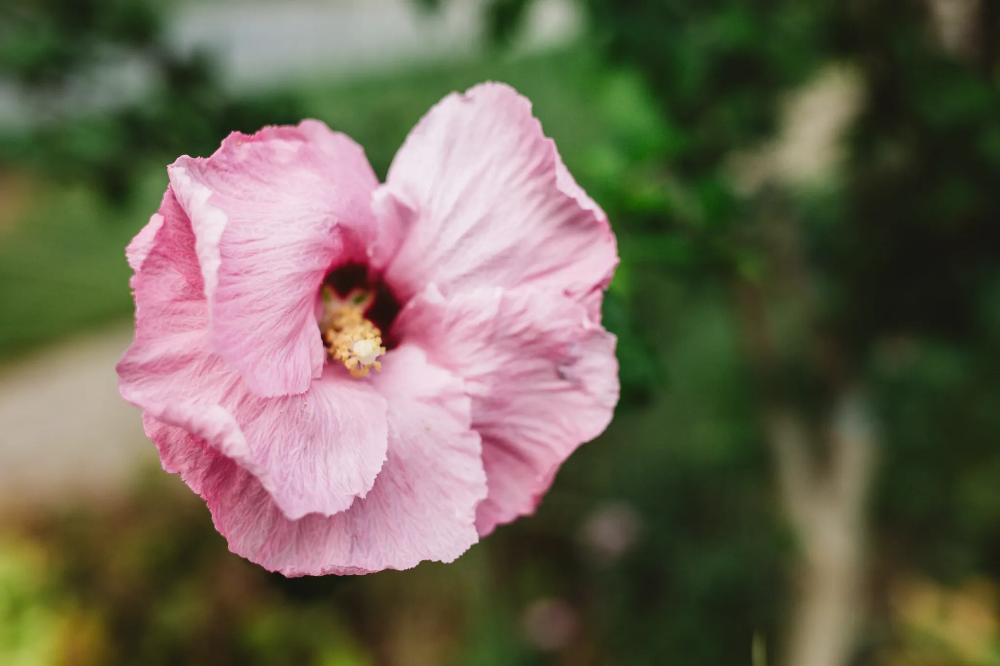 Pink hardy hibiscus flower starting to fade after fully opening