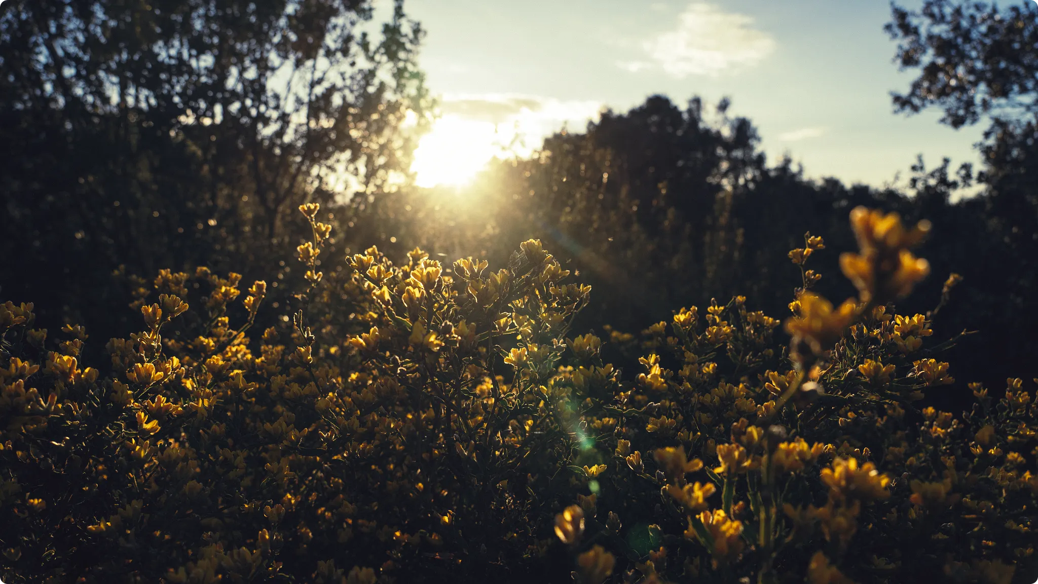 golden window