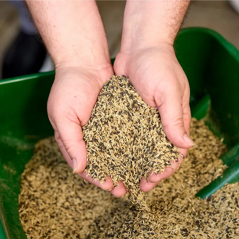 Turf Builder&reg; Overseeding Mix Seed And Starting Fertilizer image number 3.0