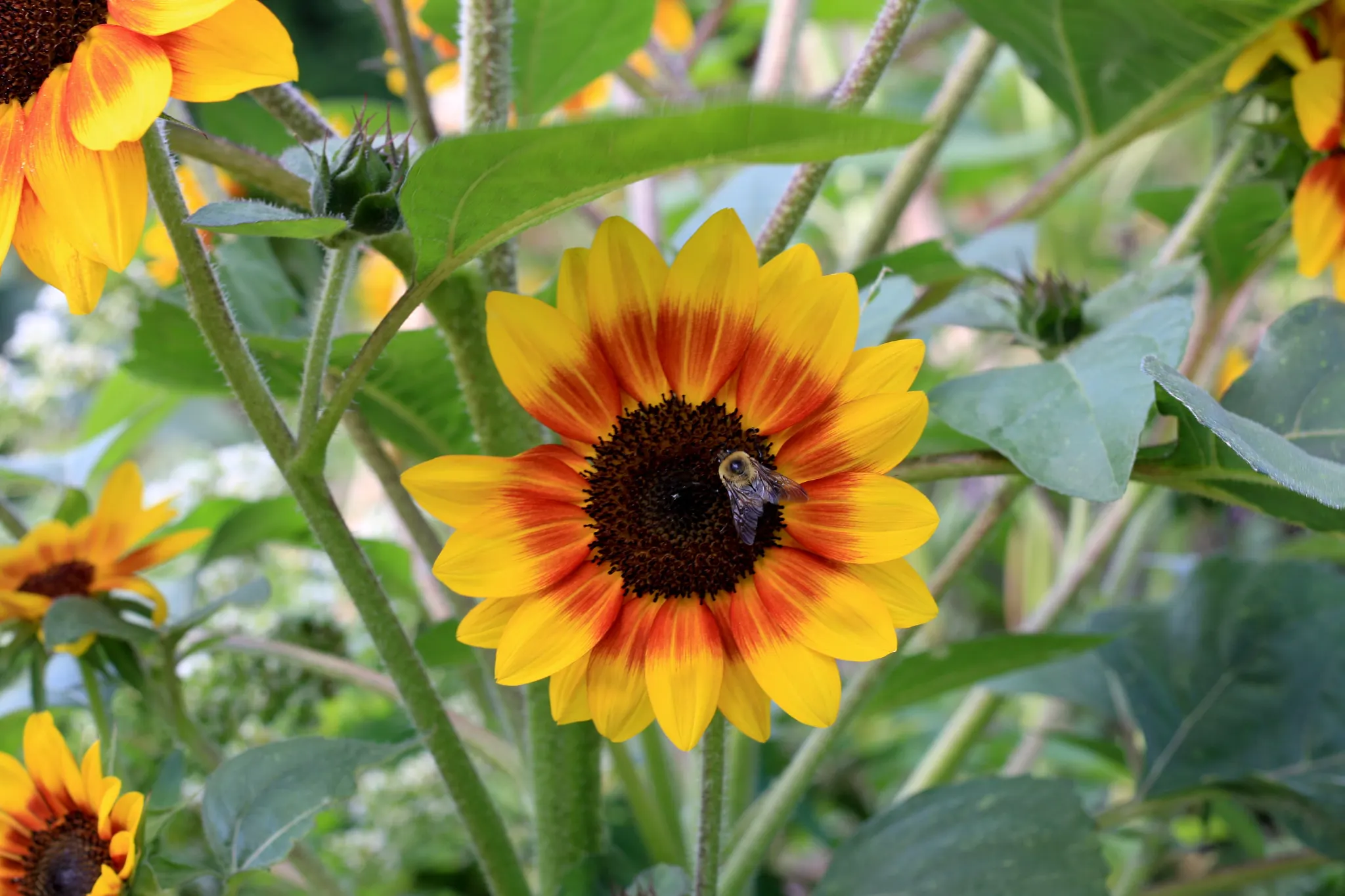 Yellow and Orange Bi-Color Sunflower with Bee in Summer Garden