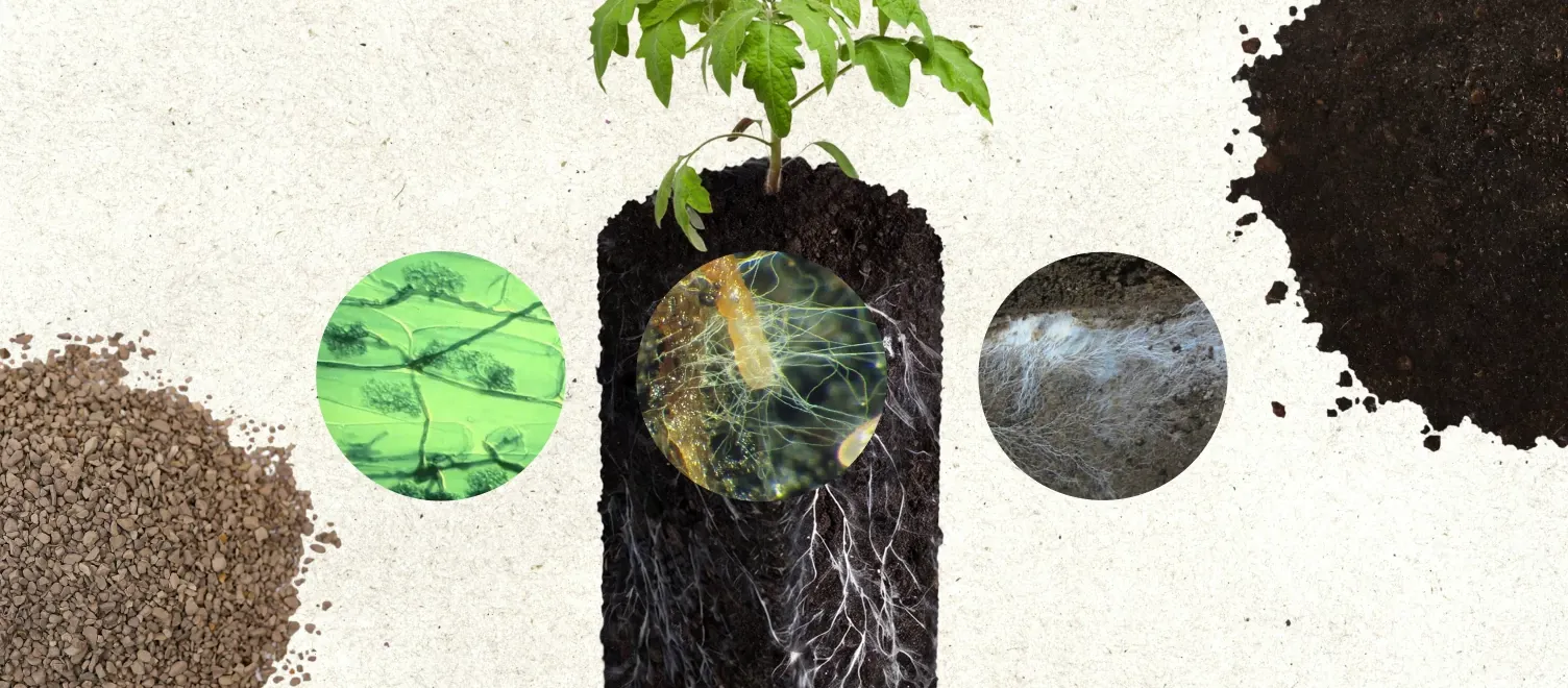 Image of a plant and root system with close ups of the microbiology that makes up the plant.