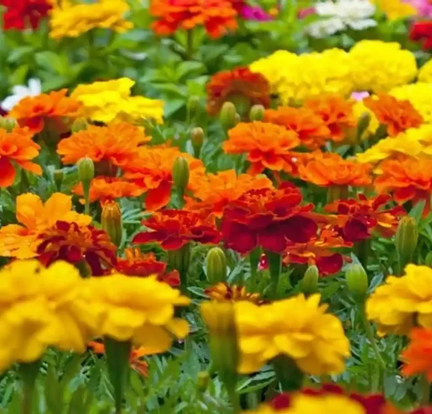 Marigolds
