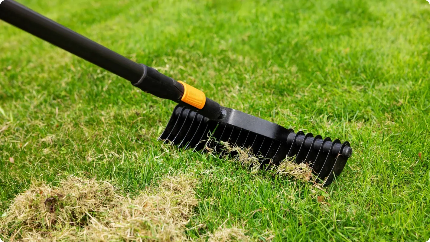 Dethatching rake removing dead grass thatch and debris from a green lawn.