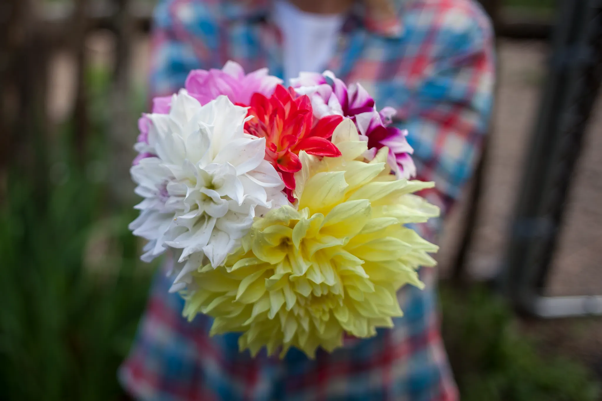 woman holding bouquet of multi-colored dahlia flowers