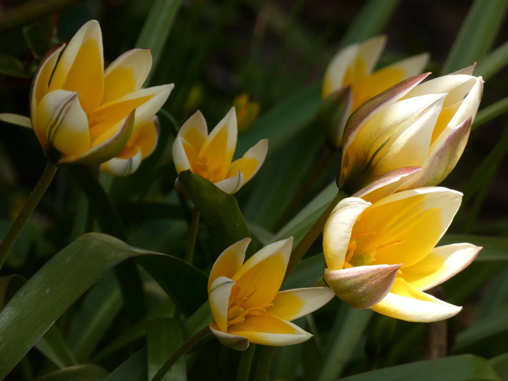 Tarda tulip (Tulipa tarda) - close up of yellow-white star-shaped flowers
