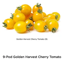 AeroGarden Golden Harvest Cherry Tomato Seed Pod Kit image number null