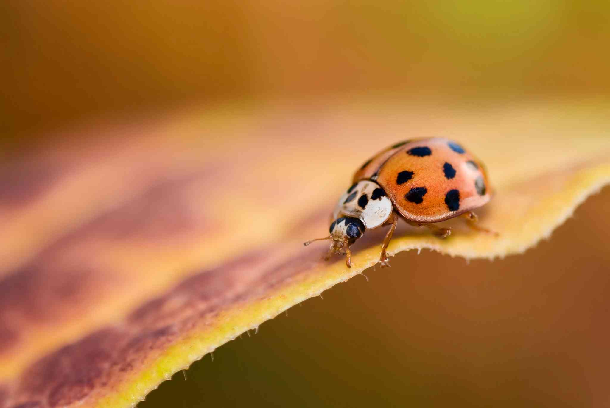 Fall Inasect Pests that Invade Your Home in Fall | ScottsMiracle-Gro CA