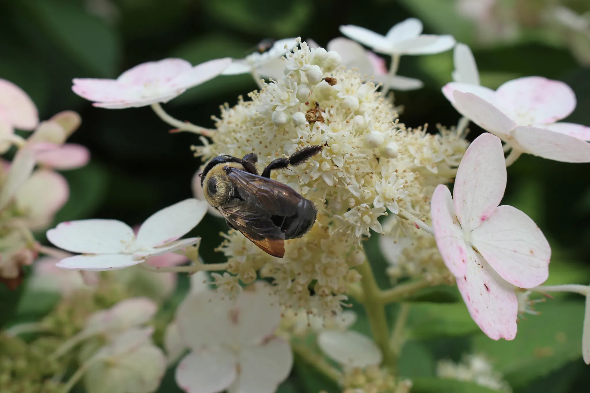 A bee on a lacecap hydrangea flower