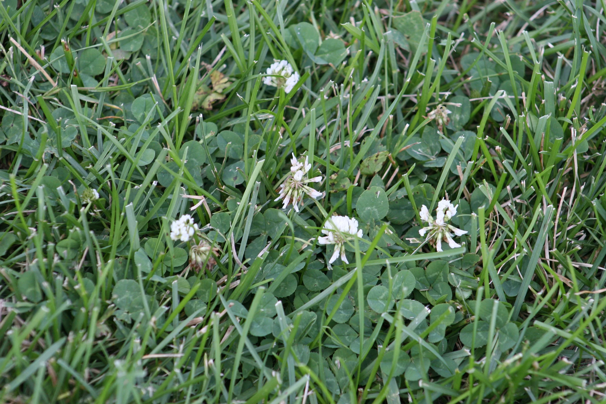 A patch of clover with small white flowers growing within a green lawn.