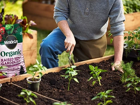 Planting Bonnie Plants Peppers in a raised bed filled with Miracle-Gro organic soil.