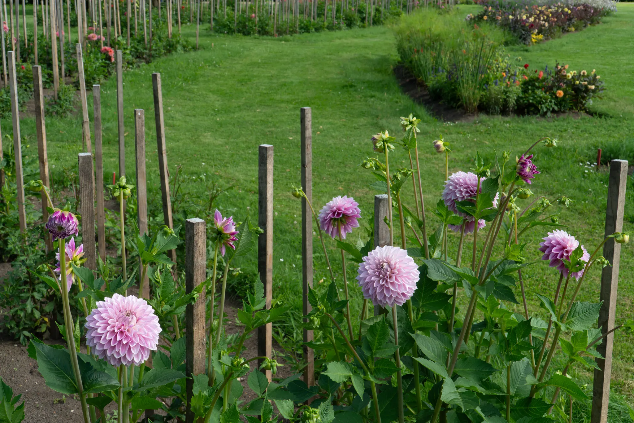 dahlias with wooden stakes for support