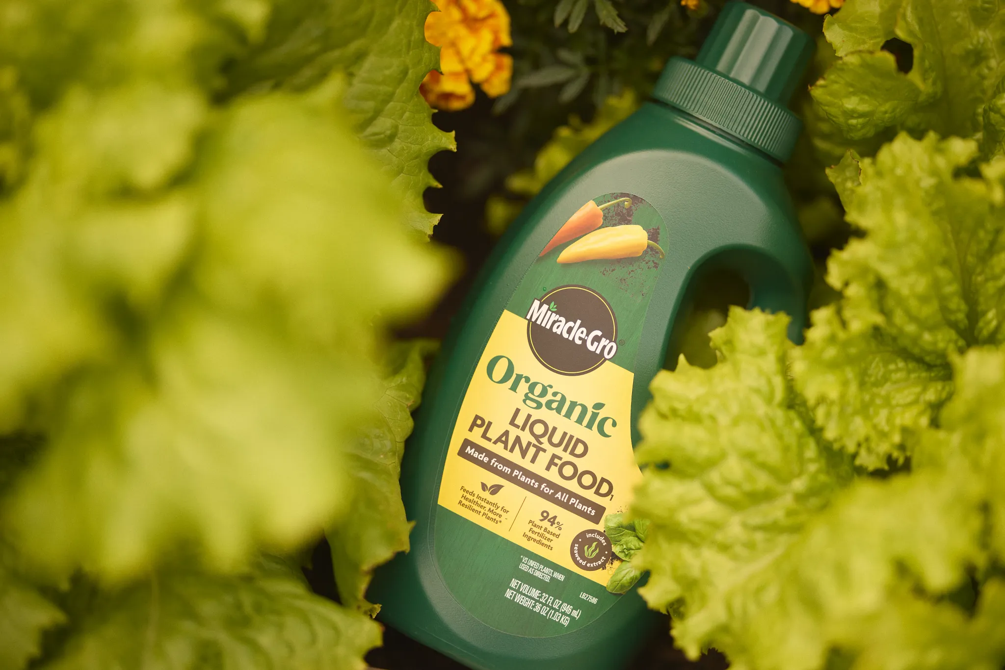 Bottle of Miracle-Gro Organic Liquid Plant Food laying in a raised bed with lettuce and marigolds.