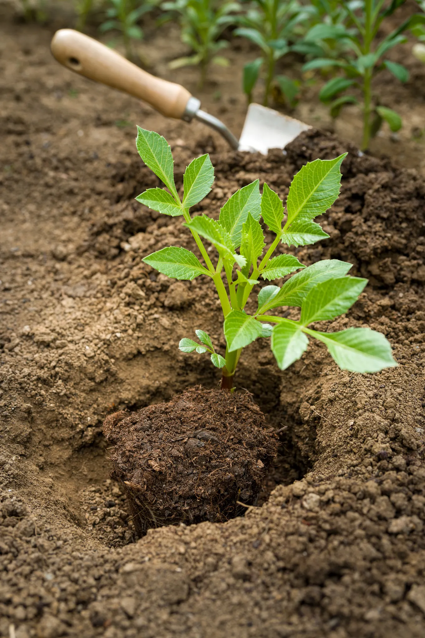 Planting dahlia plants in a flower bed