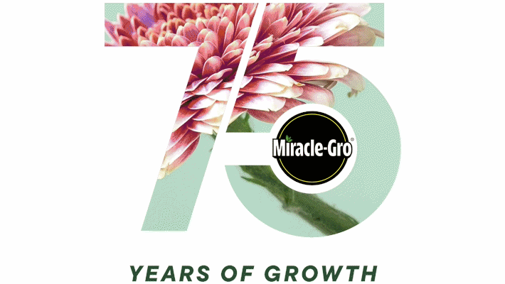 75th Anniversary logo for Miracle-Gro. The number 75 with the image of a dahlia on a mint green background fills the inside of the number 75 , in the circle chap of the bottom of the 5 is the Black and White Miracle-Gro Logo and under the number 75 reads Years of Growth. meant to read like "75 years of growth". 