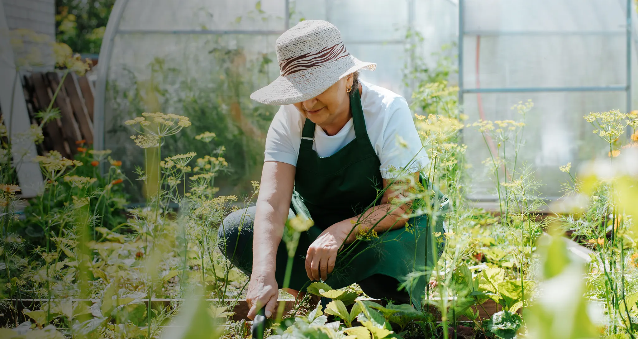 Gardener in a sunhat and apron tending to flowering plants and herbs outside a home greenhouse.