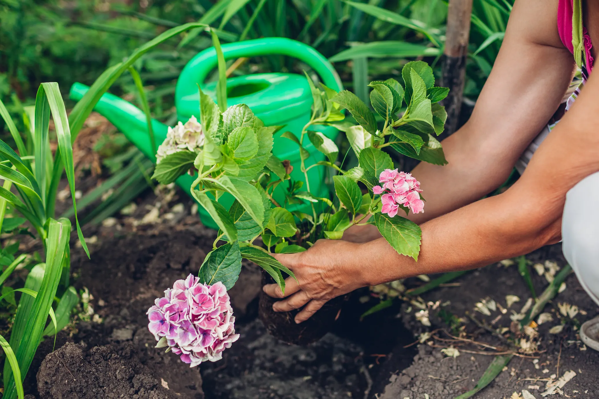 Woman gardener transplanting pink hydrangea flowers from pot into wet soil after watering it with watering can. Autumn garden work.