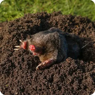 Moles