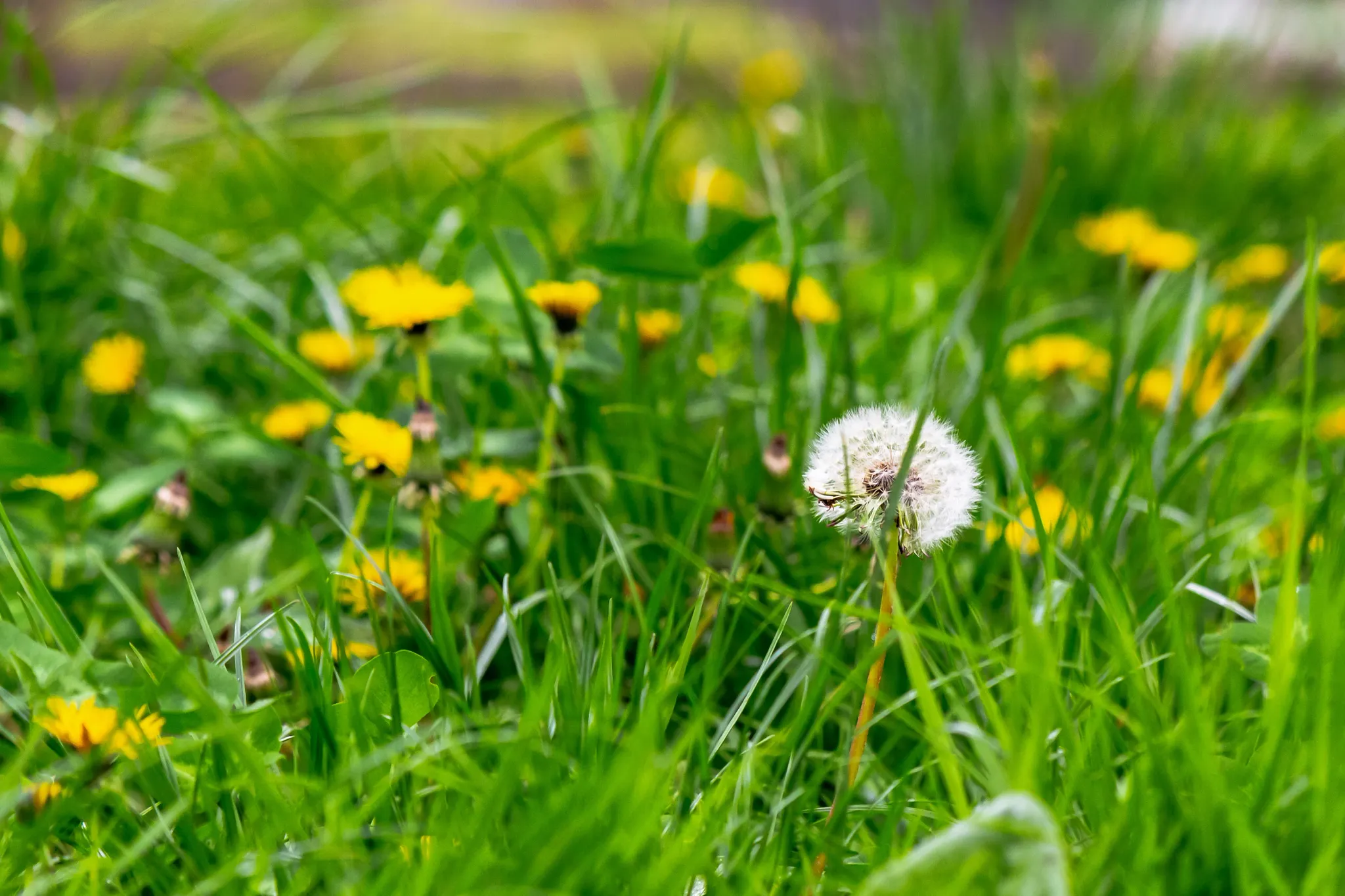 Dandelions and other weeds grow among the grass in a backyard lawn.