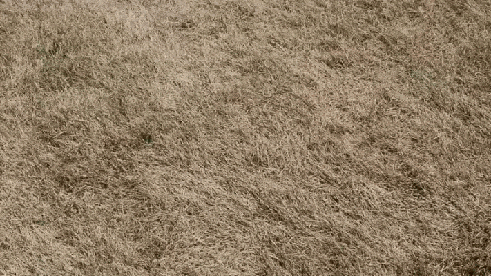 Gif of brown dried out grass into green hydrated grass