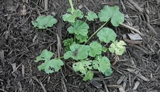 A patch of creeping Charlie