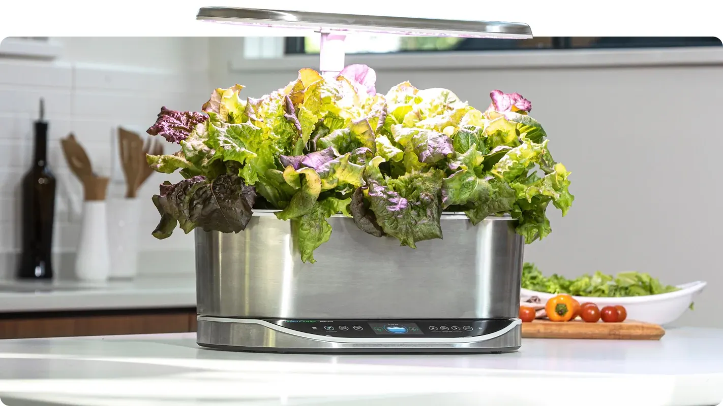 Aerogarden with fully grown lettuce sitting on a kitchen counter.