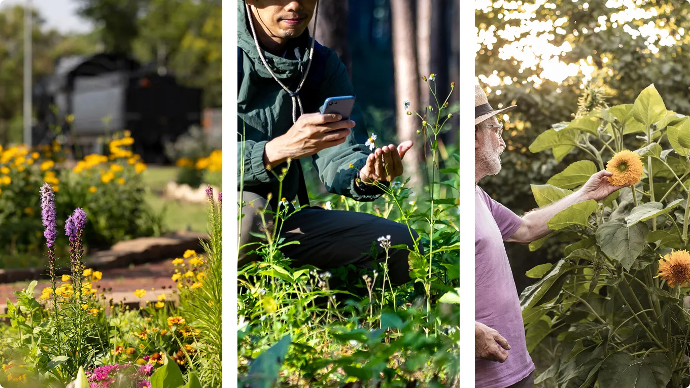 Three images with plants