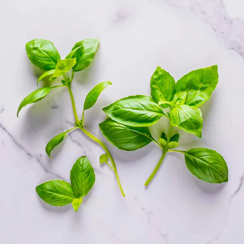 AeroGarden Pesto Basil Seed Pod Kit image number 2.0