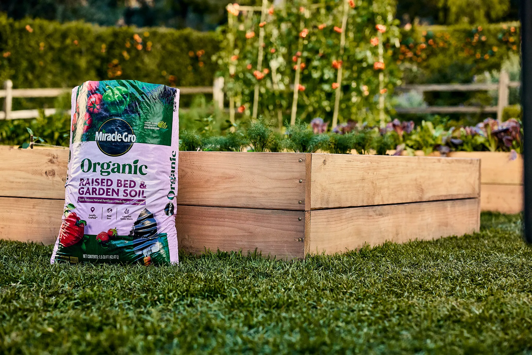 A bag of Miracle-Gro Organic Raised Bed & Garden Soil propped against a raised bed vegetable garden.