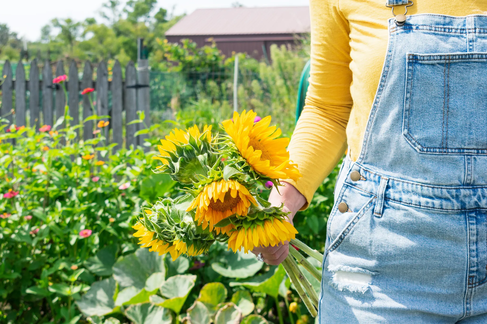 closeup of girl in denim overalls holding fresh cut sunflowers from summer garden