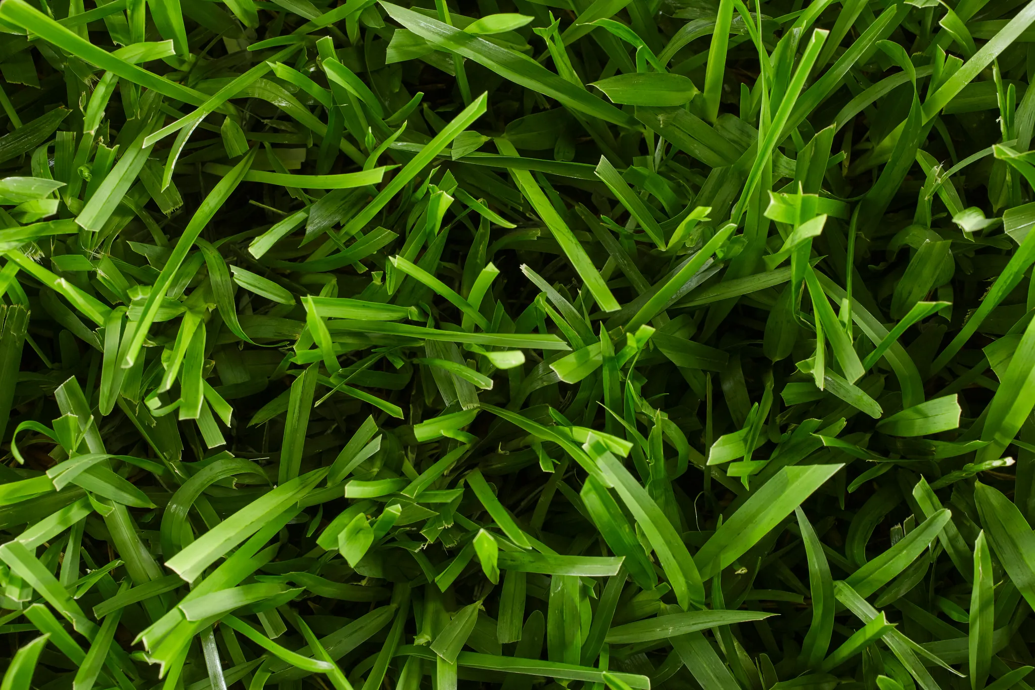Close-up of St. Augustine grass