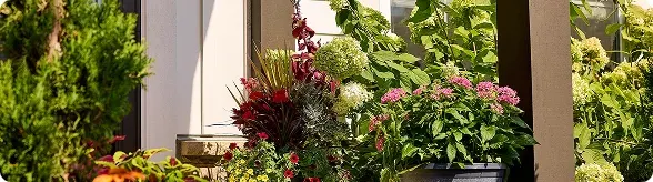 Beautiful garden with a lot of plants