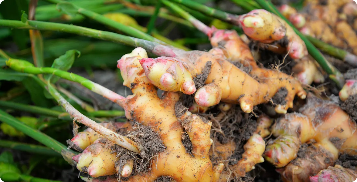 Freshly harvested ginger roots covered in rich soil with green shoots growing, lying on the ground in a garden bed.