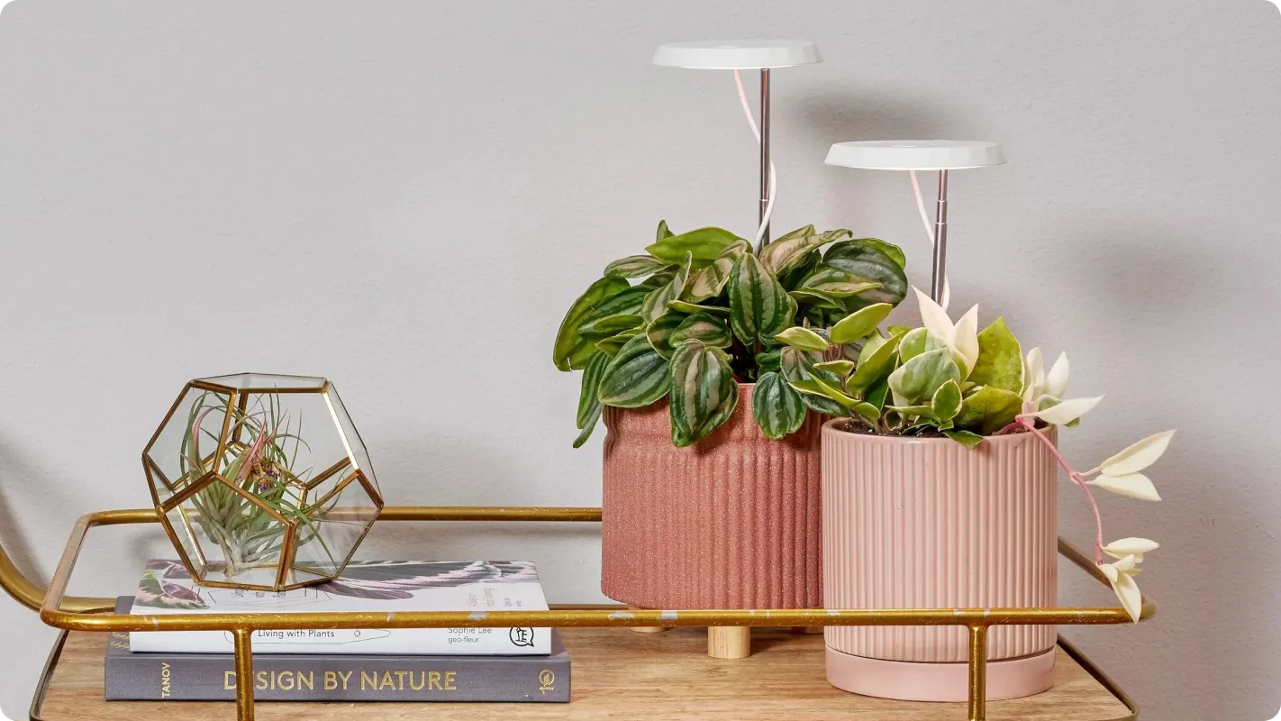 A gold framed rolling cart against a wall that has two potted plants with grow lights in them, sitting next to them is a book and a terrarium