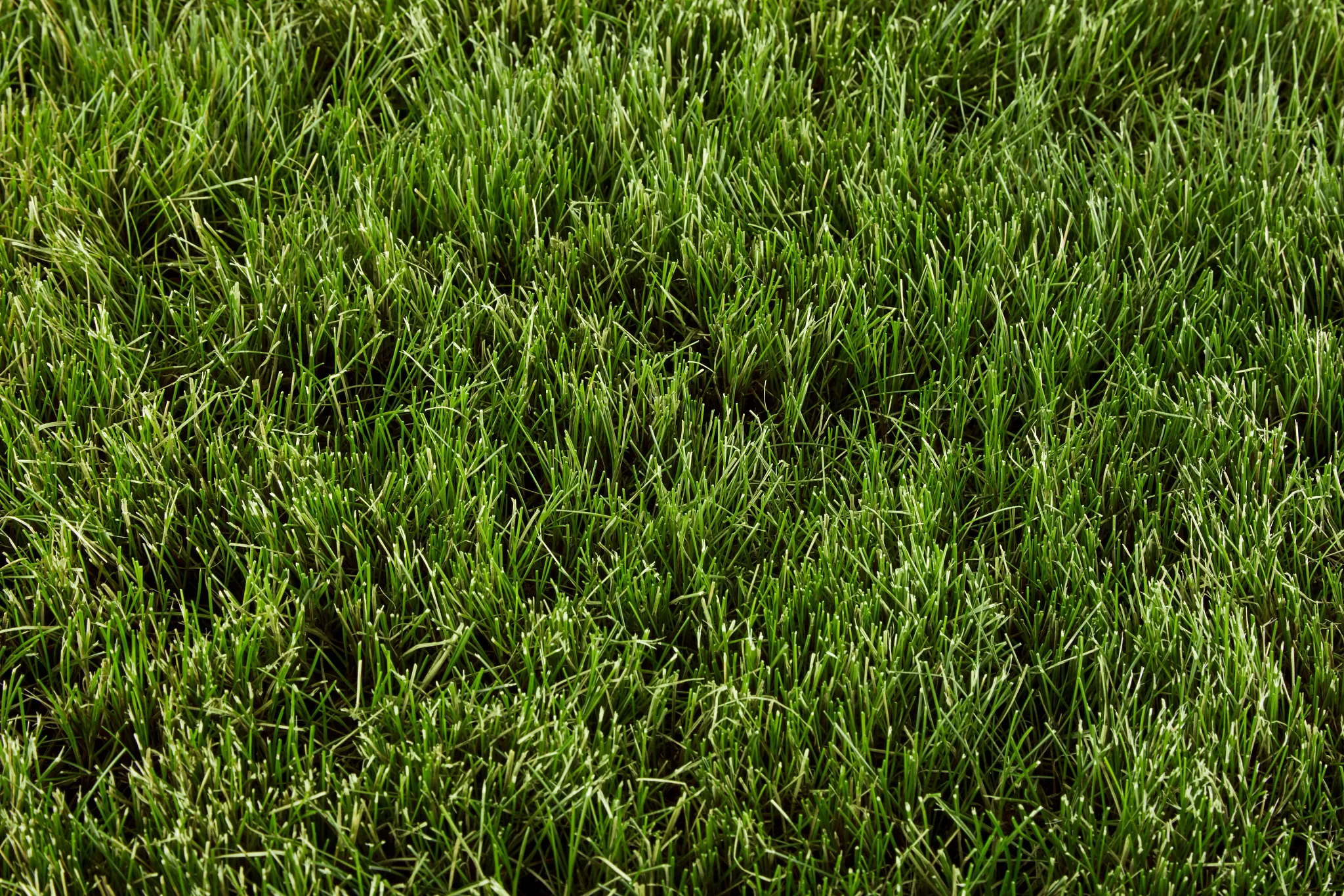 Close-up of Fine Fescue