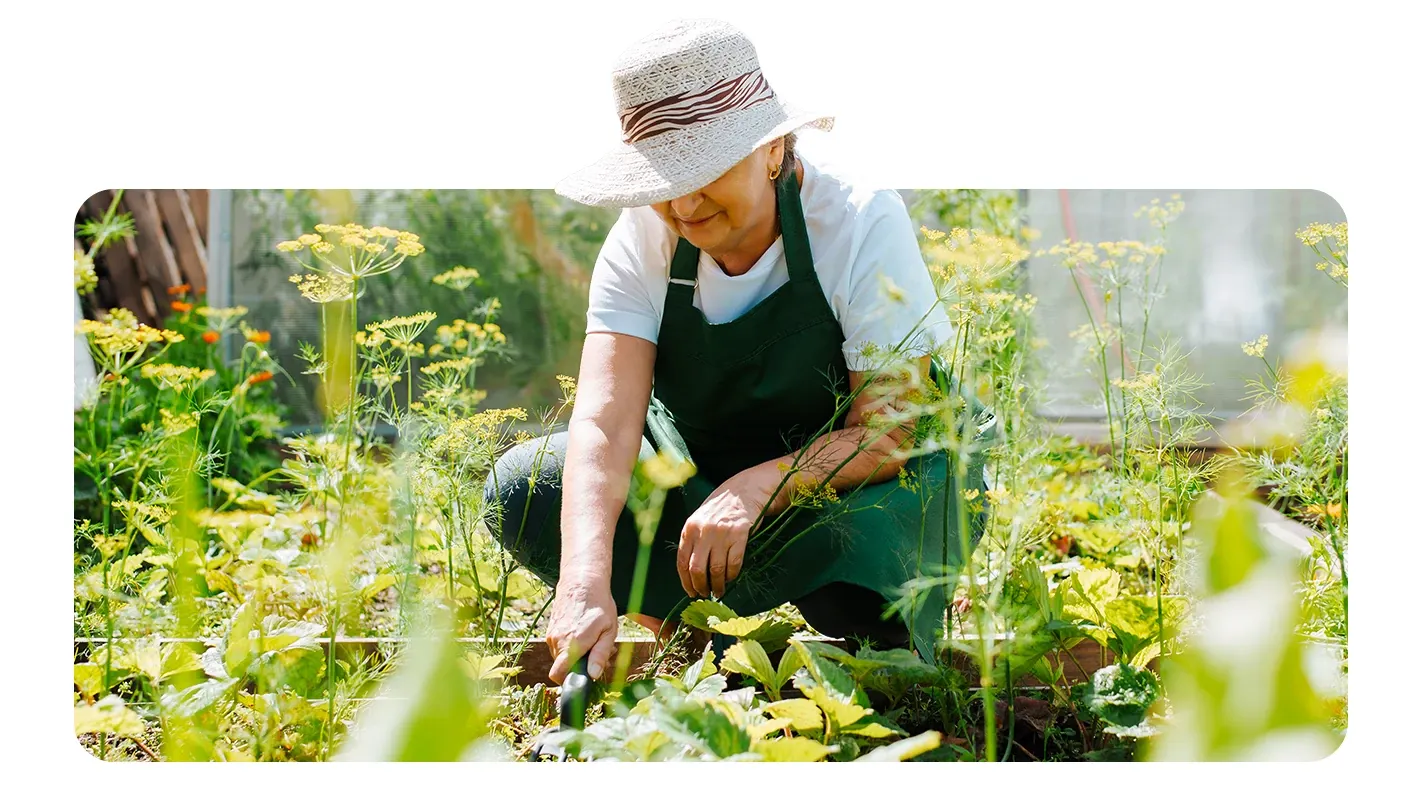 A gardener wearing a sun hat and apron crouching down to tend to plants in a sunny vegetable garden.