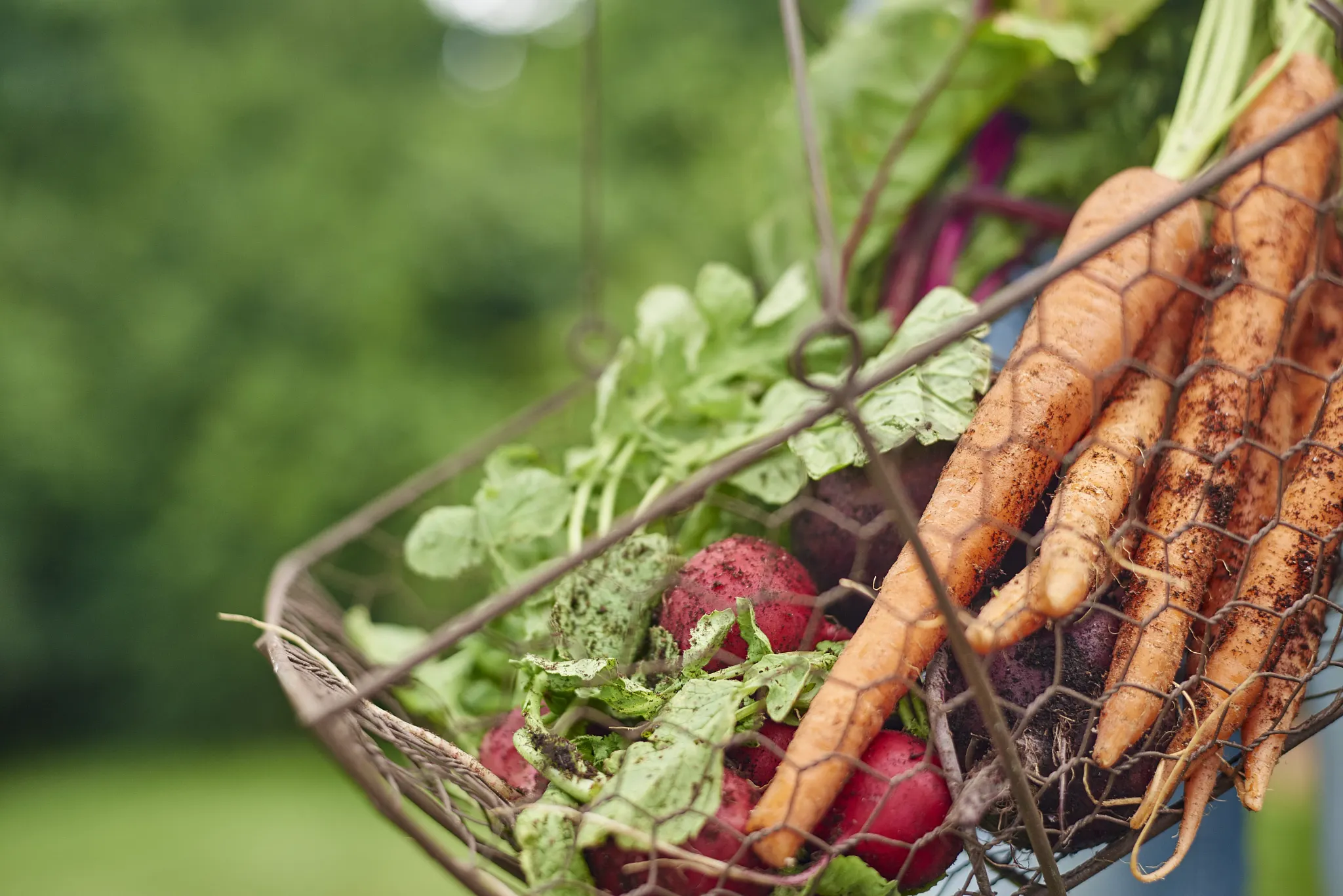 A wire basket full of freshly harvested radishes and carrots.