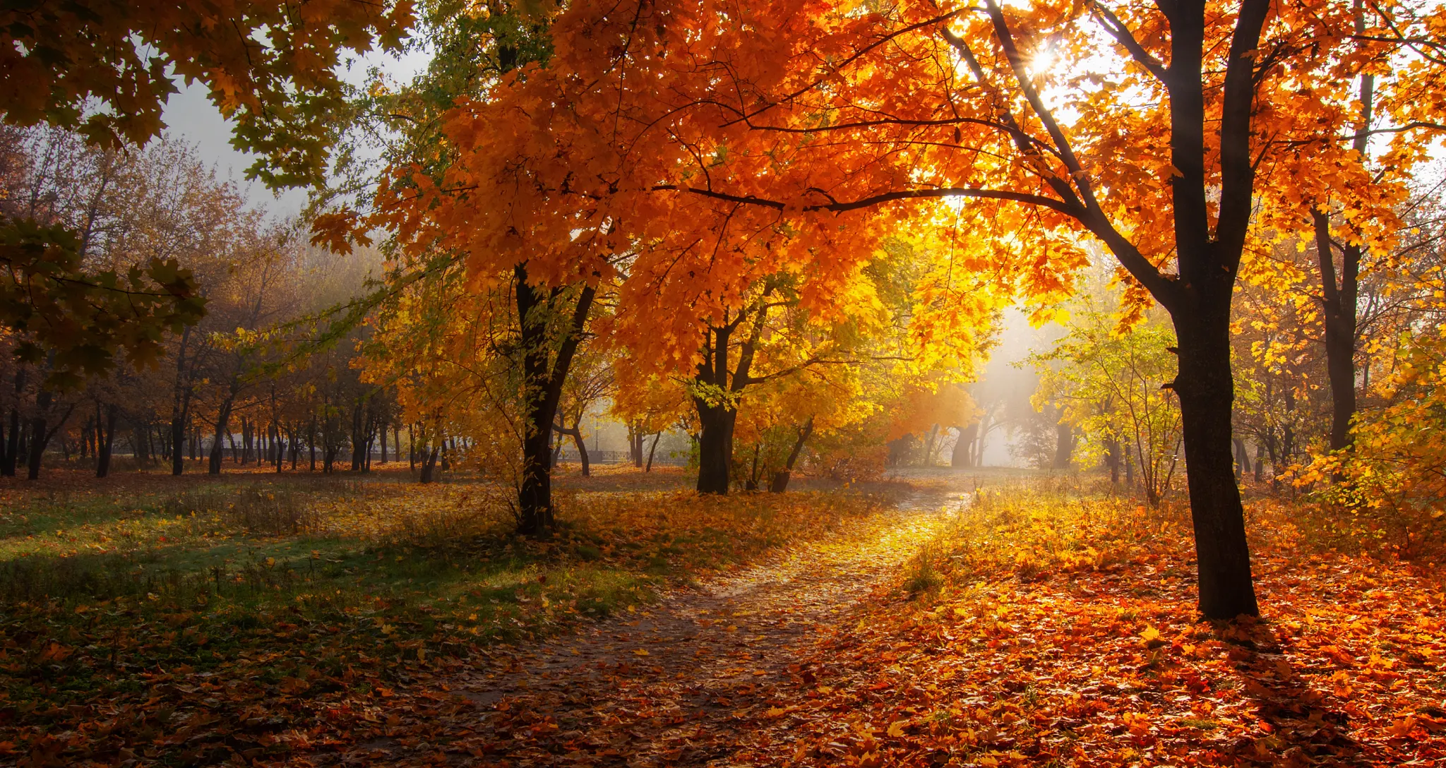 A sunlit dirt trail wind through a vibrant forest filled with golden yellow and orange autumn trees, with leaves covering the ground.