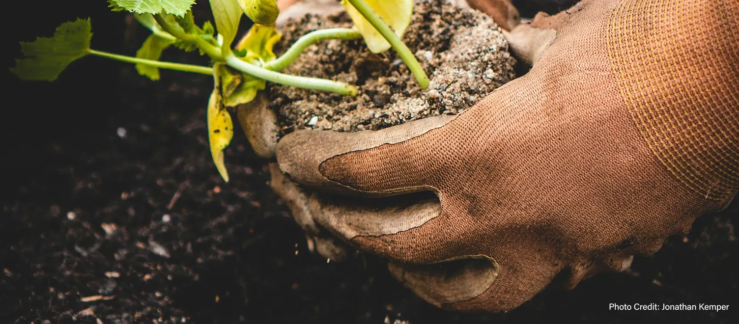 Gloved hands holding a plant - Photo Credit: Jonathan Kemper