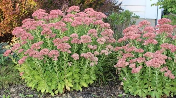 Sedum