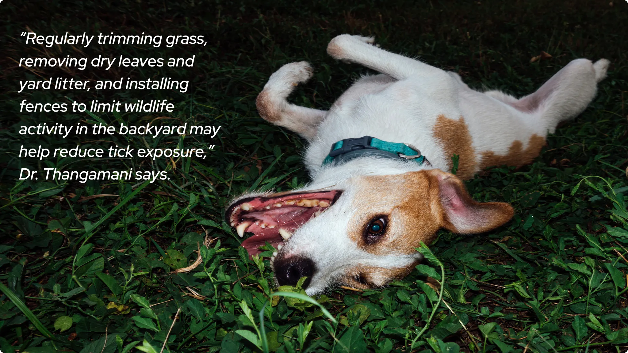 dog playing in grass