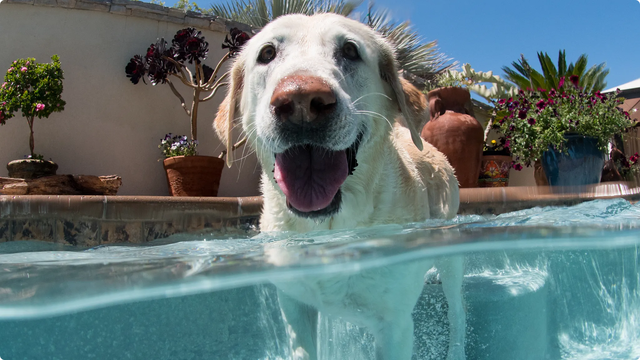 dog swimming