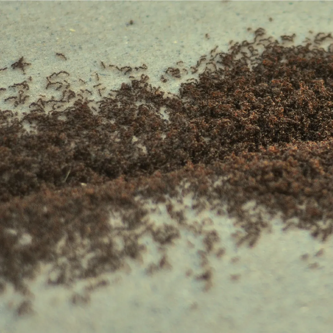 Pavement Ants