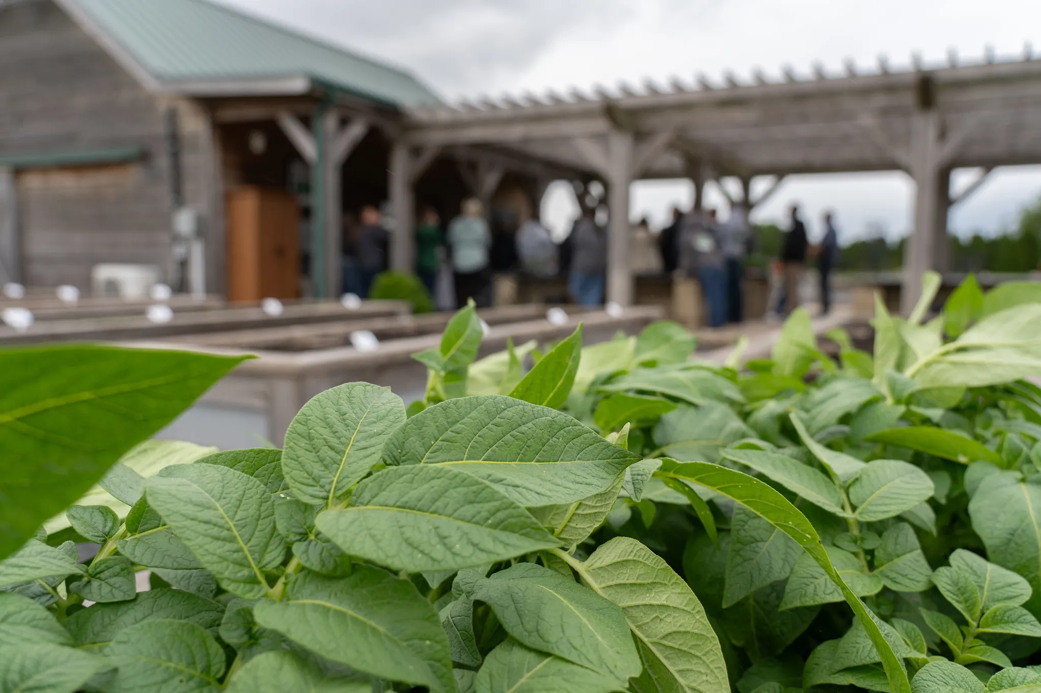 A close-up photograph features a mass of green leaves in the foreground, out of focus. Behind them, there's a blurry background with rows of wooden garden beds, a rustic wooden building with a green roof, and a large group of people mingling under a wooden pergola. 