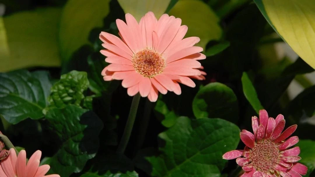 How to Grow and Care for Gerbera Daisies Indoors | ScottsMiracle-Gro US