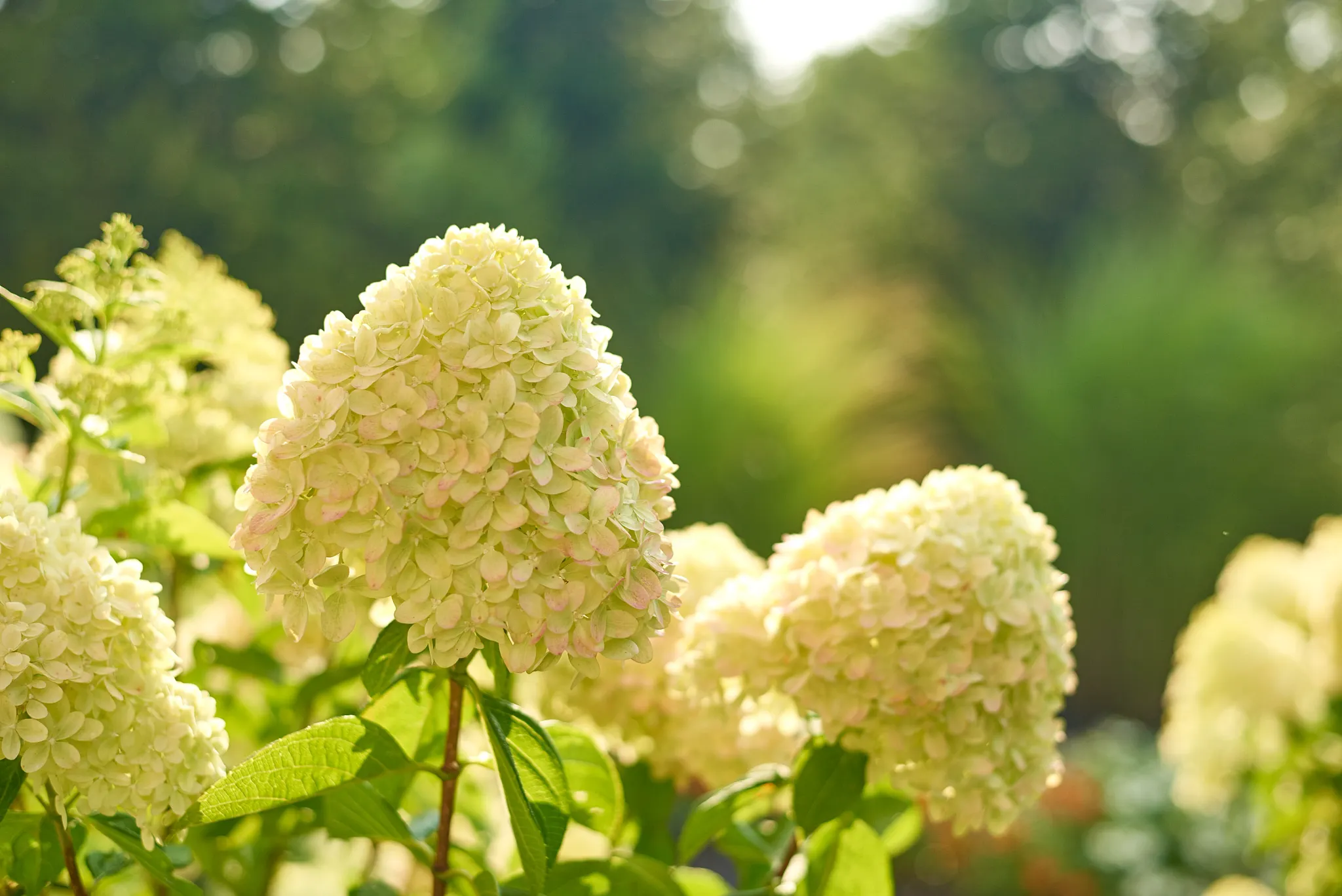 White panicle hydrangea flowers with pink blushing