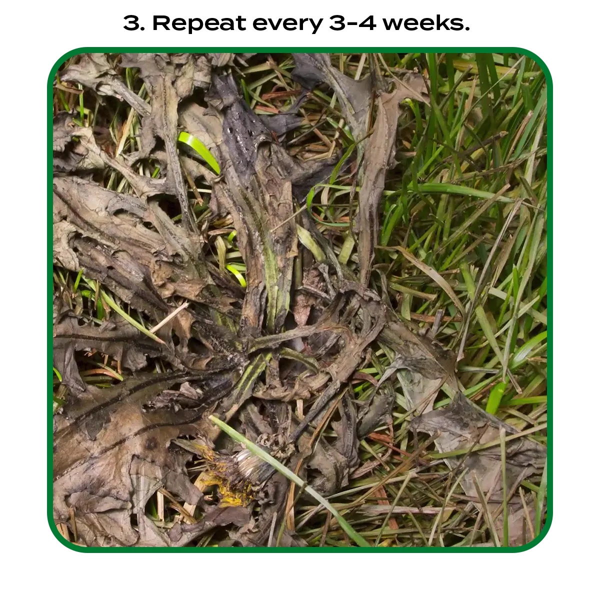 an image of dead weeds